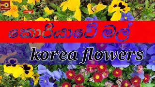 korea flowers කොරියාවේ මල්