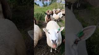 Sheep Sound #viral #Sheep #chirping  #shortvideos #animals #pets #nature #wildlife #shorts