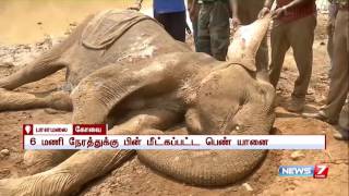 பாளமலை அருகே சேற்றில் சிக்கி மீட்கப்பட்ட பெண் யானைக்கு உடலில் படுகாயம் ஏற்பட்டுள்ளது