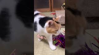 【三毛猫】拾い食いをした猫