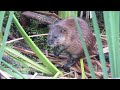 muskrat sounds buffalo pound prov park sask. canada july 2015