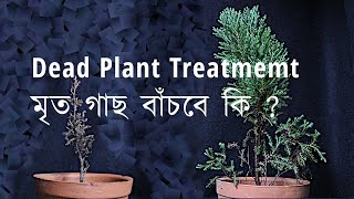 মরা গাছ বেঁচে উঠবে এইভাবে | How to Revive a Dead Plant  #gardening #plant #mrbongsai