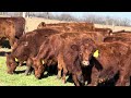 j u0026j cattle co red angus replacement heifers