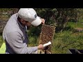 Intro to Beekeeping