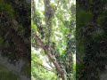 staghorn fern in natural habitat platycerium elkhorn plants