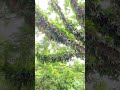 staghorn fern in natural habitat platycerium elkhorn plants