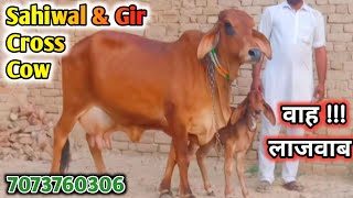 Sahiwal \u0026 Gir Cross Cow For Sale,15kg+milk,quality cow of Gir and Sahiwal qualities,surbhi dairy farm