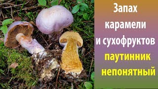 Запах карамели и сухофруктов. Паутинник непонятный.