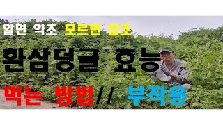 환삼덩굴 효능 ㅣ 환삼덩굴 먹는 방법 ㅣ 환삼덩굴 부작용 ㅣ 환삼덩굴 주의사항 ㅣ 율초 ㅣ 한삼덩굴 ㅣ 한삼 ㅣ 깔깔이풀 ㅣ꽃말 엄마의 손 ㅣ