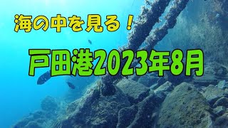 海の中を見る！海中動画　戸田港2023年8月