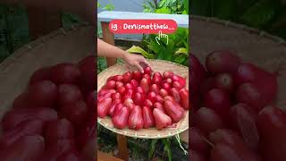 Rela banget hujan-hujan  panen jambu🥰 mana merah dan besar-besar banget woi