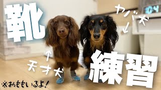 【夏の肉球予防!!】肉球をヤケドさせない方法を模索してたら・・・【犬用靴】