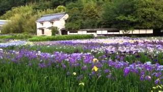 6月の加茂荘花鳥園 トワイライト