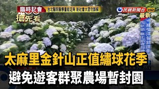 避免遊客群聚 太麻里繡球花農場自主封園－民視新聞