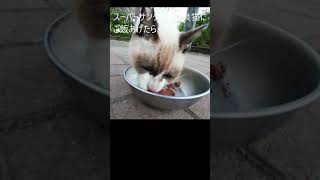 スーパーサンクスで野良猫にご飯あげたら・・・　＃shorts　＃野良猫