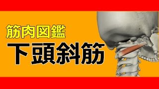 【筋肉動画図鑑】下頭斜筋 - 筋肉研究所