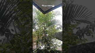 শীতের কুয়াশাচ্ছন্ন সকাল সাথে গরম গরম এক কাপ চা☕#winter #morning #acupoftea #daystart #shorts #viral