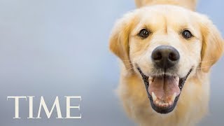 Evidence That Owning A Dog Is Really Good For You: Lower Stress Levels, Decreases Asthma Risk | TIME