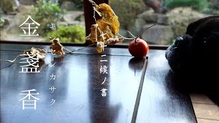 フレブルと暮らす二十四節気・七十二候「立冬/ 末候」【金盞香（キンセンカサク）】\