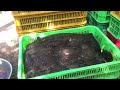 how asian farmer raising millions of frogs and harvest frog meat processing in factory frog farm