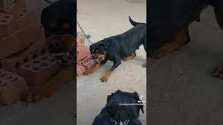 شراسة كلب الروت وايلر aggressive female rottweiler #rottweiler #dog #rottweilerworld #كلاب #animals