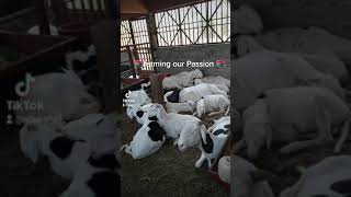 Sen Emission Ladoum Gambia:Happy sheeps relaxing.