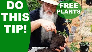 How to Propagate & Plant Blackberries From Cuttings. 2022 update. (Part 2)