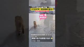 男子在冰面上钓鱼，好不容易钓到一条却被猫猫半路拦截，鱼可以拿走 鱼钩留下啊