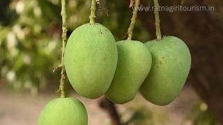 Ratnagiri Alphonso Harvesting and Processing