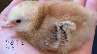 手乗りになったひよこは眠いのでウトウトしております。(Sleeping Baby Chick on hand)