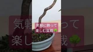 【気軽に飾って楽しむ盆栽】紅葉の盆栽を作って飾る#盆栽 #bonsai #紅葉