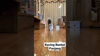 Kucing Buntut Panjang