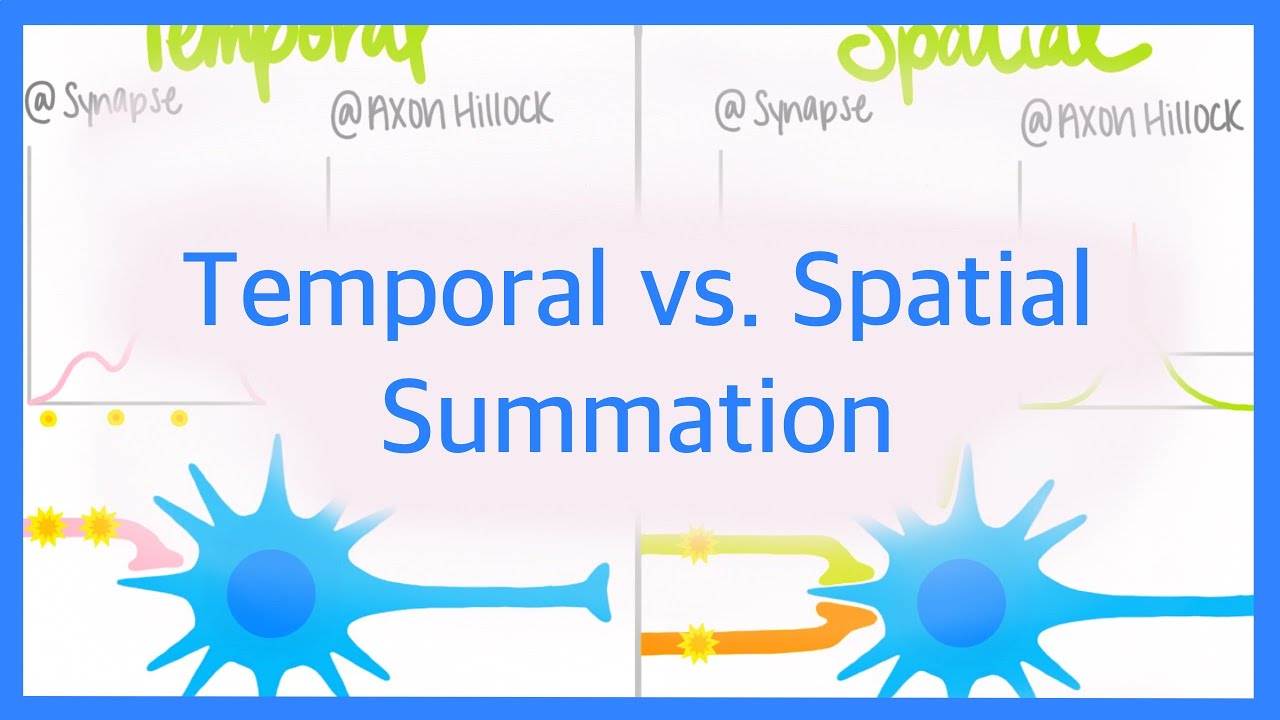 Temporal Vs. Spatial Summation - YouTube