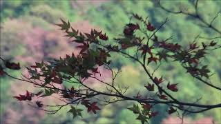 紅葉と清流を求めて滑床へ