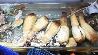 Comida De Rua Japão - Molusco Gigante Geoduck ( Street Food World )