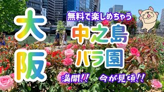 【大阪　中之島バラ園】310種2700株の艶やかなバラが見頃！！　都会の中のオアシス・中之島公園のバラ園は無料で楽しめる最高の癒しスポット✨　園内で手ぶらバーベキューも！　駅からすぐ　お出かけ