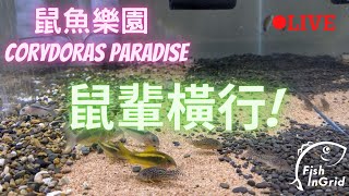 鼠魚樂園直播 | Corydoras paradise live コリドラスの日常 สกุลปลาแพะ