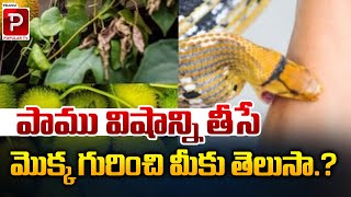 పాము విషాన్ని తీసే మొక్క గురించి మీకు తెలుసా...? | Do you know about Snake Venom Plant..? Popular TV