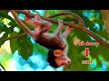 God help.! Pitiful...! Baby Bean falls from a tall tree 35m this is mom's fault | Real Angkor Monkey