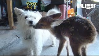 이개 무슨 상황인고라니? ㅣ Dog Looking After A Strange Water Deer As If He's Her Sibling