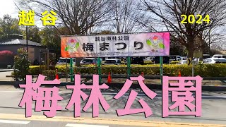 越谷　#梅林公園　梅まつりの１週間前に満開