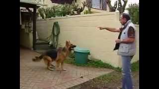 SULTAN. German Shepherd dog in Mauritius