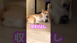 椅子の足にハマりこんで寝落ちした犬がかわいすぎる #コーギー #ちくわ #shorts