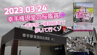 2023.03.24 幸手権現堂の桜鑑賞🌸～幸手駅→権現堂まで歩くゾ‼️～