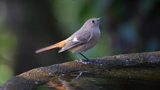 権現山バードサンクチュアリのジョウビタキ（雌）の地鳴き　その２（4K60P動画）