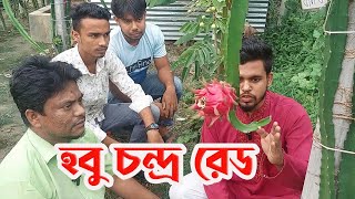 হবু চন্দ্র রেড ড্রাগন। অসাধারণ একটি জাত। কৃষি ভাই।