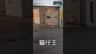 超派喵 #shorts #reels #圓宇宙 #meme #和事佬 #拍攝者有救 #戲說台灣 #配樂 #喵星人 #貓咪日常 #約會 #吸貓 #後空翻 #貓草  🌍圓宇宙Realverse搞笑影片🌍