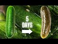 Easy Fermented Cucumber Dill Pickles