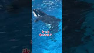 リンちゃんもっと氷が欲しいのよ　名古屋港水族館#shorts