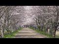 どこまでも続く桜並木！　「高時川堤桜」4k空撮